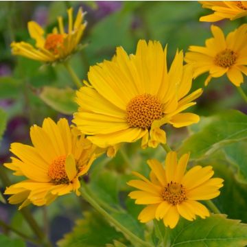 Foglie verdi seghettate della pianta perenne Heliopsis Helianthoides Oriole Single Yellow con fiori gialli.