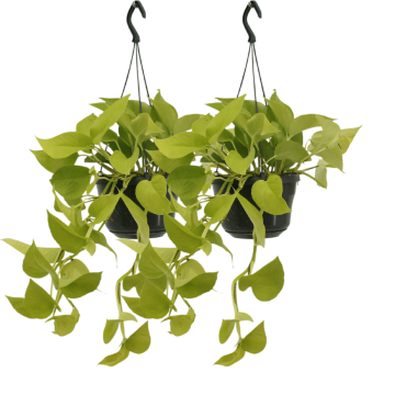 Epipremnum Golden Pothos