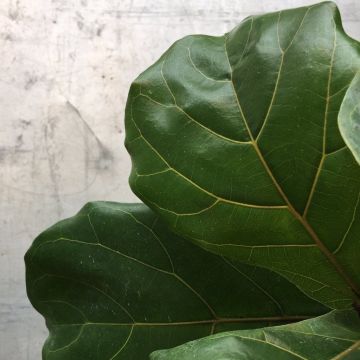 Monstera Deliciosa