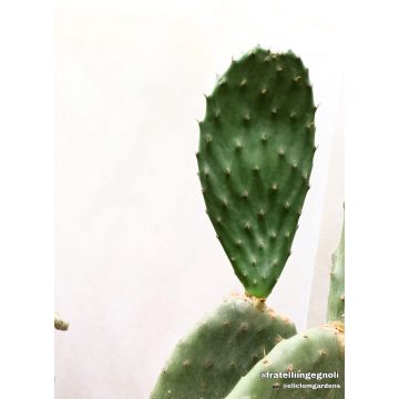 Opuntia Fico d'India liefert NUR in Mailand. - 9AP17-