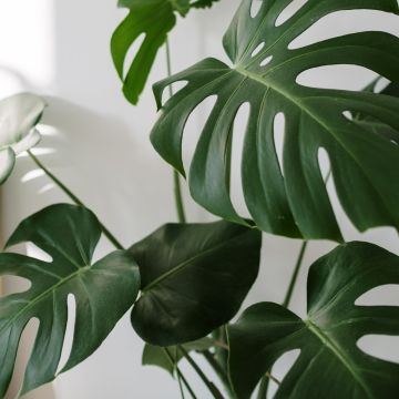 Monstera deliciosa
