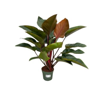 Philodendron Red Beauty - EW-25031.
