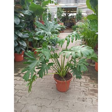 Philodendron selloum liefert NUR nach Mailand. - 9AP88