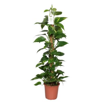 Pothos Epipremnum liefert NUR nach Mailand. - 9AP61-