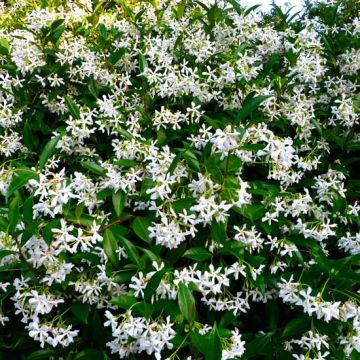 TRACHELOSPERMUM JASMINOIDES RINCOSPERMO - 8T778-
