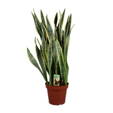 Sansevieria