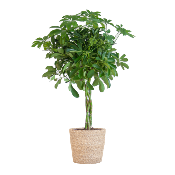 Schefflera Arboricola Nora - EW-45210
