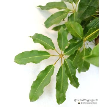 Schefflera actinophylla wird NUR nach Mailand geliefert. - 9AP41-