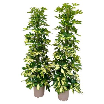 Schefflera Variegata liefert NUR nach Mailand. - 9AP21-