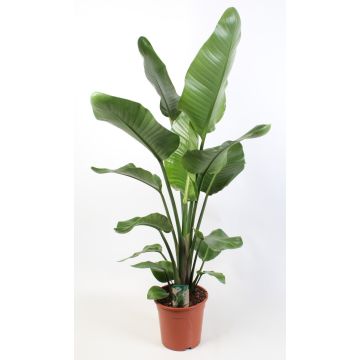 Strelitzia liefert NUR nach Mailand. - 9AP28-