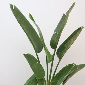 Strelitzia Nicolai