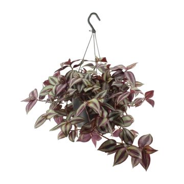 Tradescantia - EW-12982