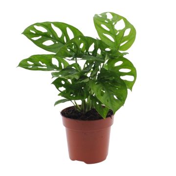 Monstera-Affenblatt - EW-3014