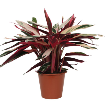Calathea Triostar (Stromanthe) - EW-29244