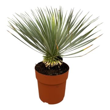 yucca Rostrata 