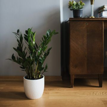 Zamioculcas - EW-16020
