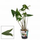 ALOCASIA - Zebrina - ONLY DELIVERY IN MILAN