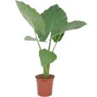 Alocasia macrorrhiza - consegna SOLO su Milano 