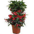 Ardisia crenata - consegna SOLO su Milano