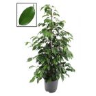 FICUS BENJAMINA - consegna SOLO su Milano