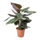 Calathea sanderiana Ornata - consegna SOLO su Milano