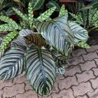 calathea sanderiana