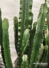 Euphorbia eritrea e ingens- consegna SOLO su Milano