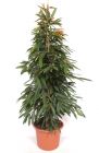 Ficus 'Amstel King' - consegna SOLO su Milano