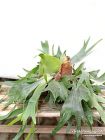 Platycerium - consegna SOLO su Milano