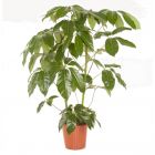 SCHEFFLERA - Actinophylla - ONLY DELIVERY IN MILAN