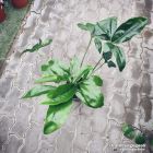 Philodendron Fun Bun - consegna SOLO su Milano