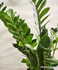 Zamioculcas zamiifolia - consegna SOLO su Milano