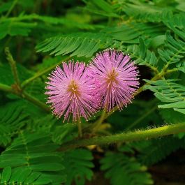 Mimosa hotsell abbigliamento prato