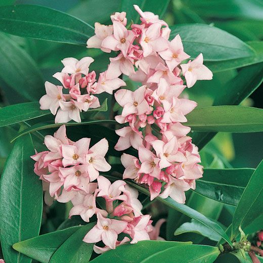 DAPHNE - PACHNIE -