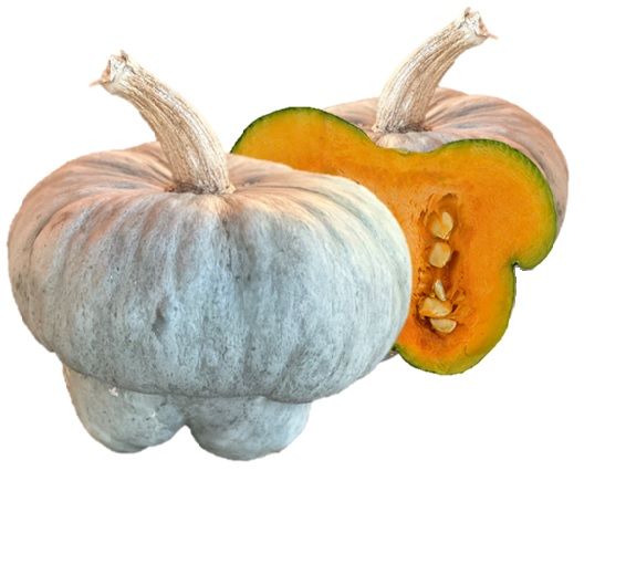 Zucca mantovana - Ingegnoli