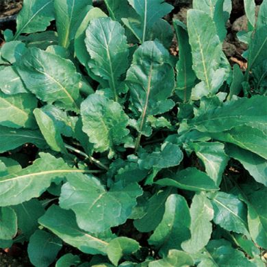 ARUGULA (Eruca sativa)- tape seeds