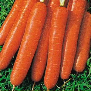CARROT - MEZZA LUNGA NANTESE  -  tape seeds