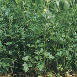PARSLEY  -COMUNE -  tape seeds