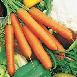 CARROT  - CILINDRICA D'INGEGNOLI  - Long - tape seeds