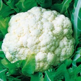 CAULIFLOWER -PALLA DI NEVE- EARLY - tape seeds