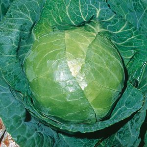 CABBAGE - GLORIA DI ENKHUIZEN 2 - tape seeds