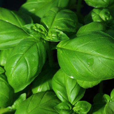 BASIL -SUPERBO