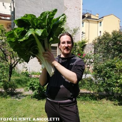 SWISS CHARD -MOSTRUOSA D'INGEGNOLI- SILVER RIB