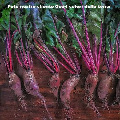 BEETROOT -CYLINDRA- (Cilindrica)