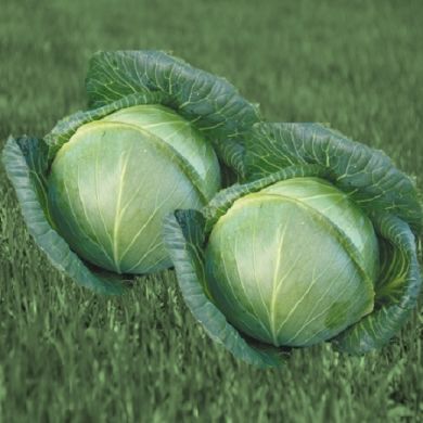 CABBAGE HYBRID  F1- FARAO-