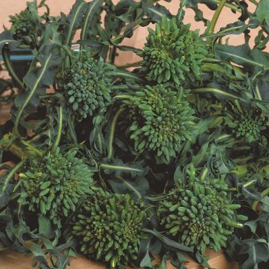 CAVOLO BROCCOLO A GETTI -MINESTRA NERA-