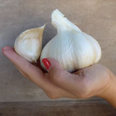 ELEPHANT GARLIC (Allium ampeloprasum var. holmense) 