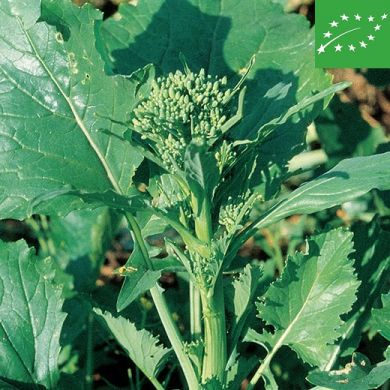 CIMA DI RAPA -SESSANTINA-BIO