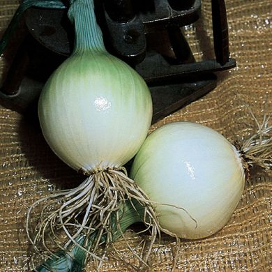 ONION " TONDA MUSONA" (Bianca di Giugno)