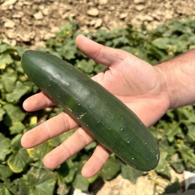 cetriolo ingegnoli marketmore
